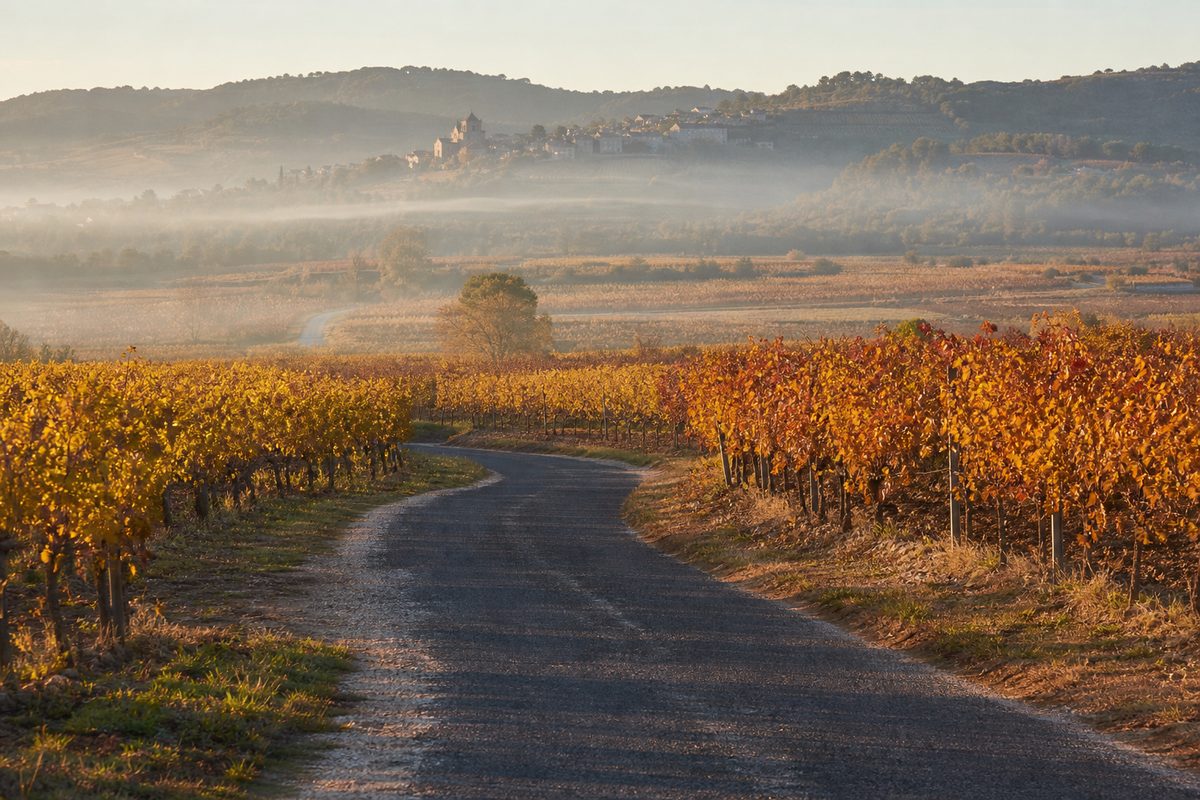 Camino de asfalto entre viñedos de color otoñal del Penedès, con niebla al amanecer